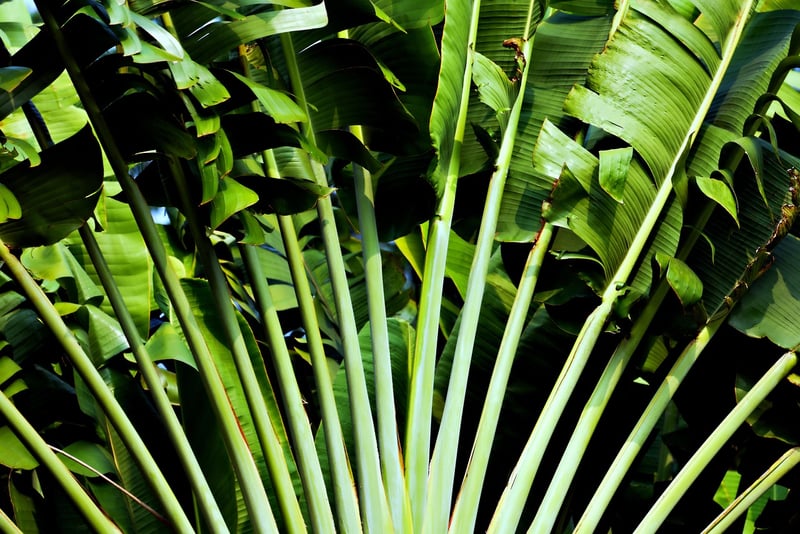 Healthy Plants